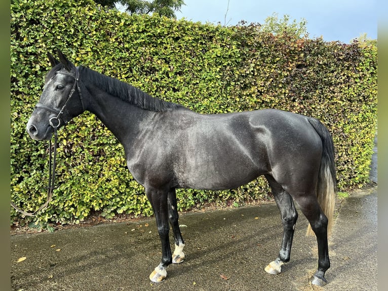 Oldenburger Springpaard Merrie 5 Jaar 168 cm kan schimmel zijn in Ganderkesee