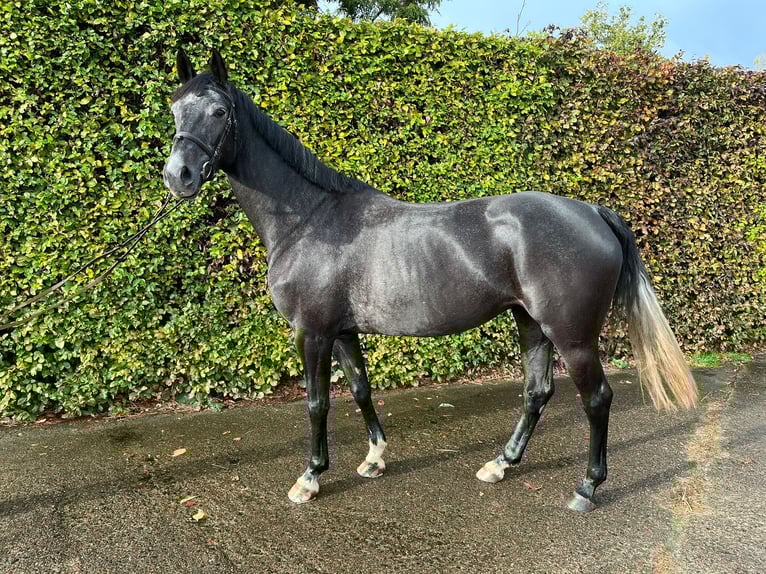 Oldenburger Springpaard Merrie 5 Jaar 168 cm kan schimmel zijn in Ganderkesee