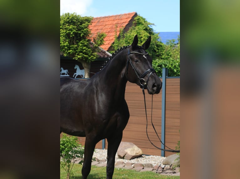 Oldenburger Springpaard Merrie 5 Jaar 168 cm Zwart in Wardenburg
