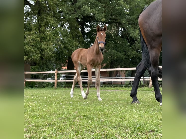 Oldenburger Springpaard Merrie 5 Jaar 169 cm Donkerbruin in Versmold