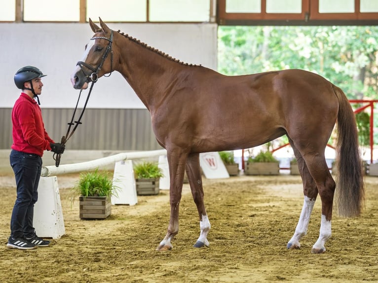 Oldenburger Springpaard Merrie 5 Jaar 169 cm Donkere-vos in Mnster-Handorf