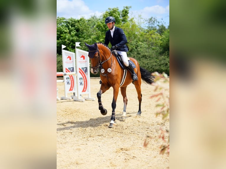 Oldenburger Springpaard Merrie 5 Jaar 170 cm Bruin in Moosach