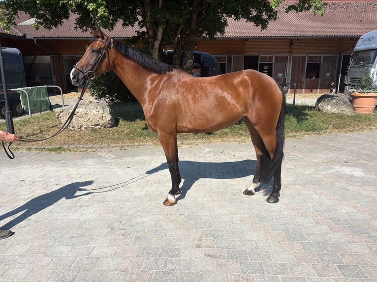 Oldenburger Springpaard Merrie 5 Jaar 170 cm Bruin in Moosach