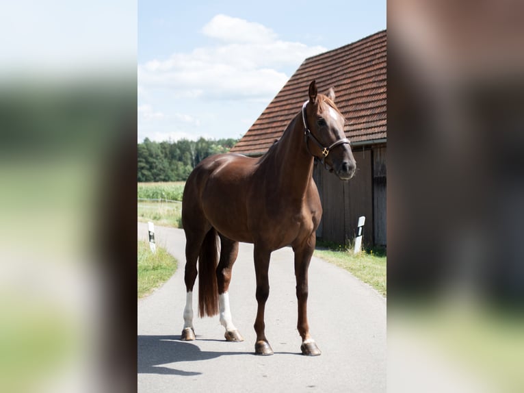 Oldenburger Springpaard Merrie 5 Jaar 170 cm Donkere-vos in Dinkelsbühl