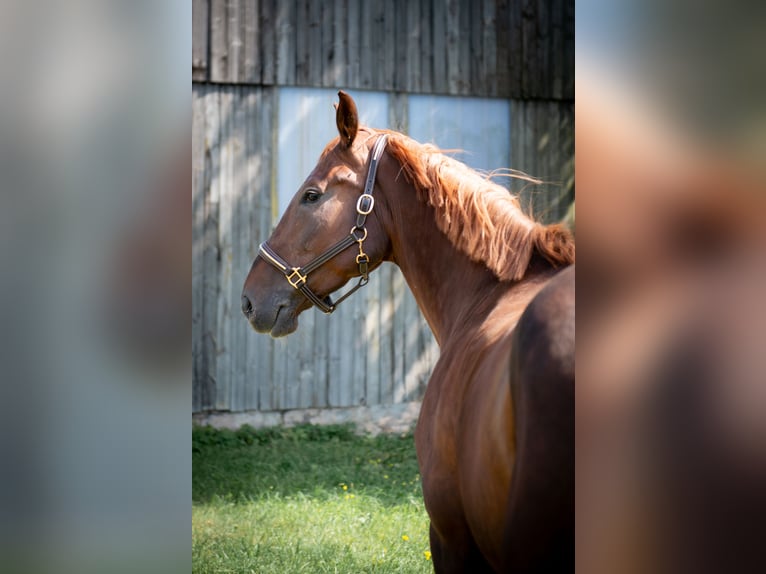 Oldenburger Springpaard Merrie 5 Jaar 170 cm Donkere-vos in Dinkelsbühl