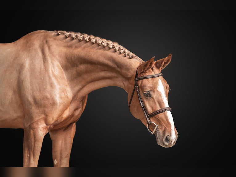 Oldenburger Springpaard Merrie 5 Jaar 170 cm in Zduchovice Oldenburger Springpaard Merrie 5 Jaar 170 cm in Zduchovice