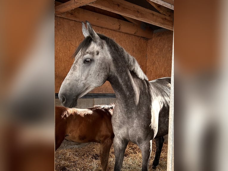 Oldenburger Springpaard Merrie 5 Jaar 170 cm Schimmel in Satow