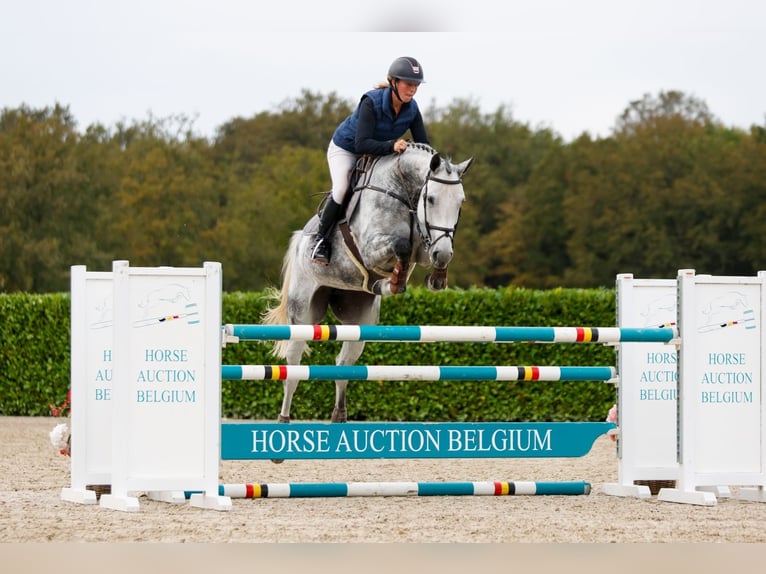 Oldenburger Springpaard Merrie 5 Jaar 170 cm Schimmel in Kinrooi