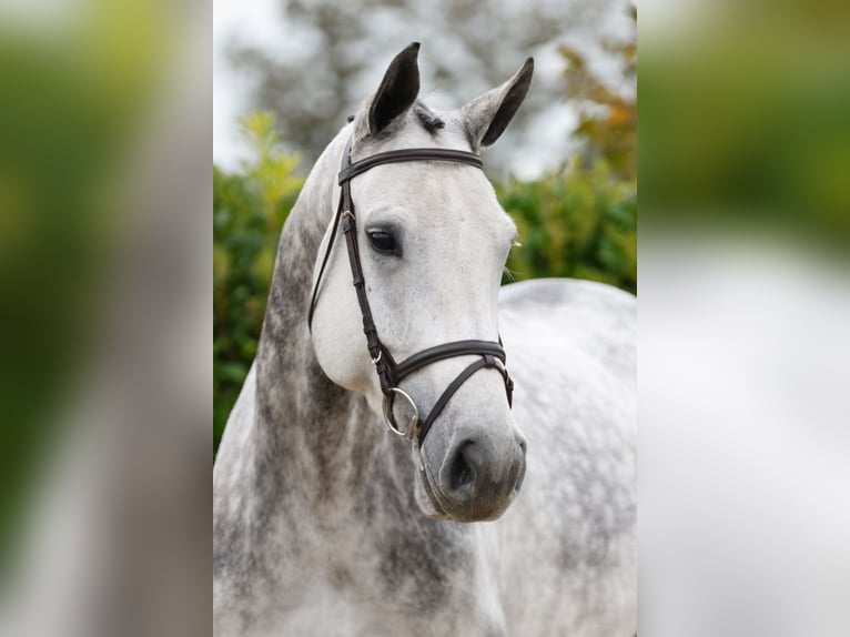 Oldenburger Springpaard Merrie 5 Jaar 170 cm Schimmel in Kinrooi