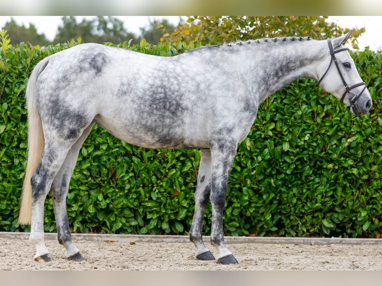 Oldenburger Springpaard Merrie 5 Jaar 170 cm Schimmel in Kinrooi