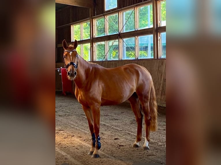 Oldenburger Springpaard Merrie 5 Jaar 170 cm Vos in Niederwerbig