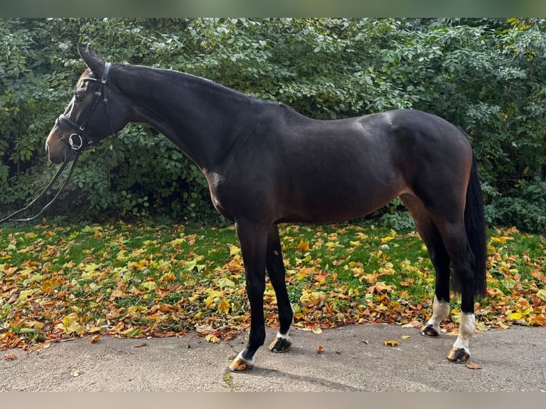 Oldenburger Springpaard Merrie 5 Jaar 171 cm Donkerbruin in Braunsbedra