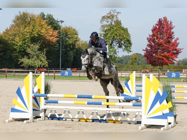 Oldenburger Springpaard Merrie 5 Jaar 172 cm Blauwschimmel in Lastrup
