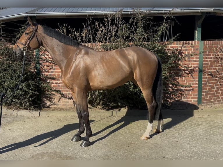 Oldenburger Springpaard Merrie 5 Jaar 172 cm Bruin in Nettetal