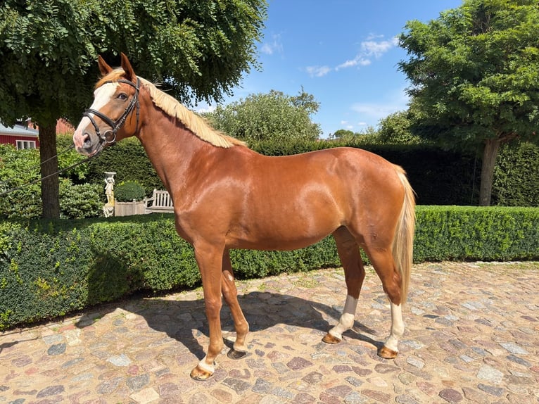 Oldenburger Springpaard Merrie 5 Jaar 172 cm Vos in Satow
