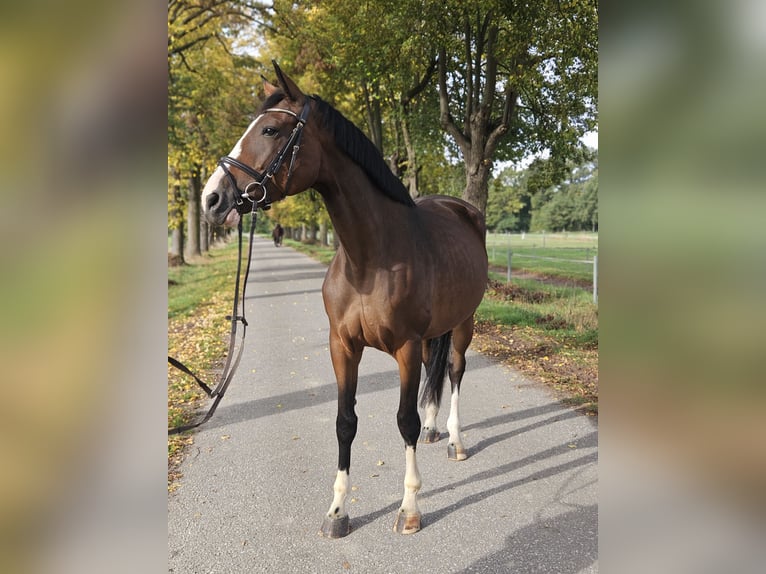 Oldenburger Springpaard Merrie 5 Jaar 173 cm Bruin in Löbnitz