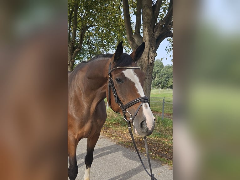 Oldenburger Springpaard Merrie 5 Jaar 173 cm Bruin in Löbnitz