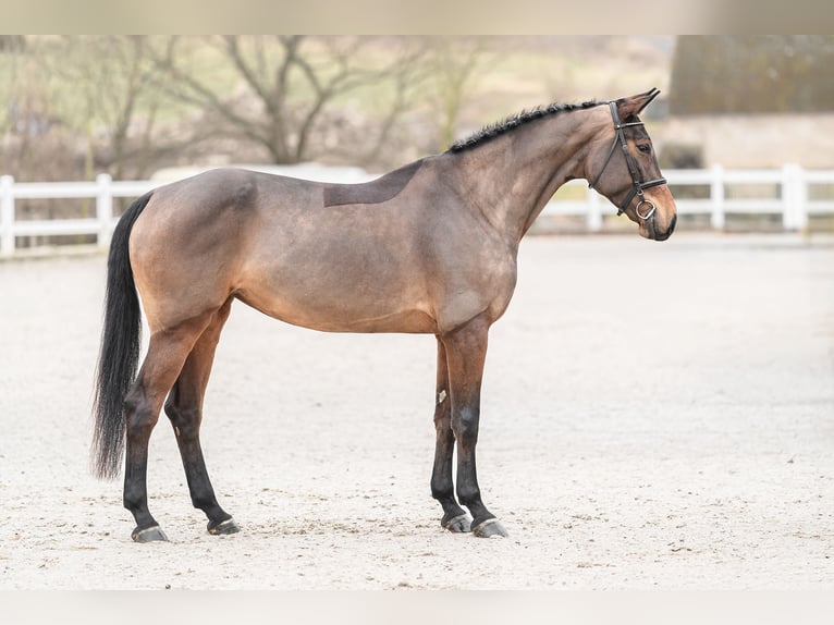 Oldenburger Springpaard Merrie 5 Jaar 179 cm Roodbruin in Zduchovice