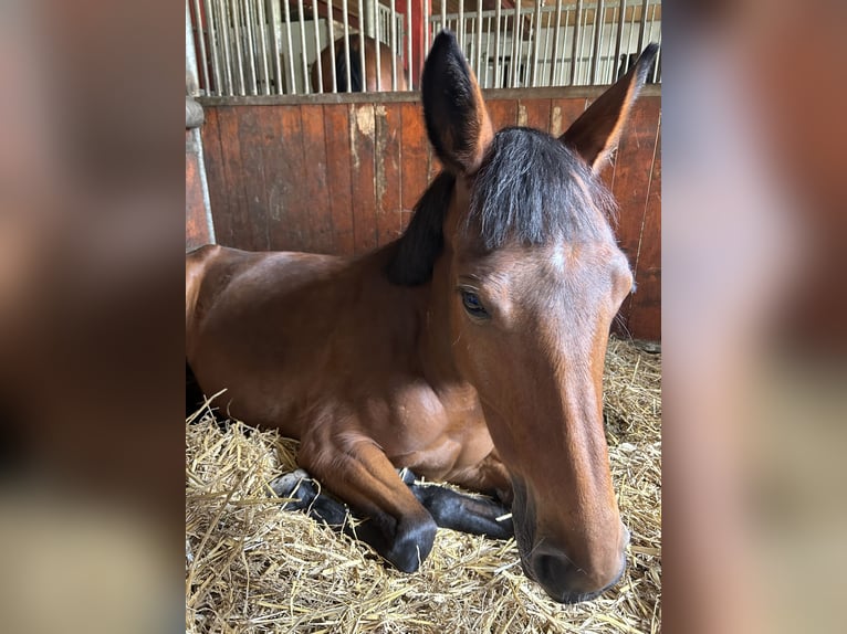 Oldenburger Springpaard Merrie 6 Jaar 147 cm Bruin in Sierniki