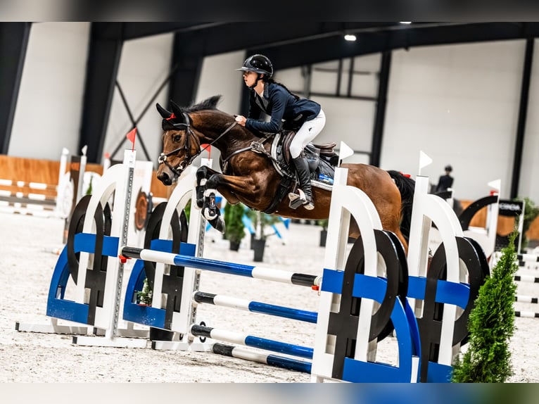 Oldenburger Springpaard Merrie 6 Jaar 147 cm Bruin in Sierniki