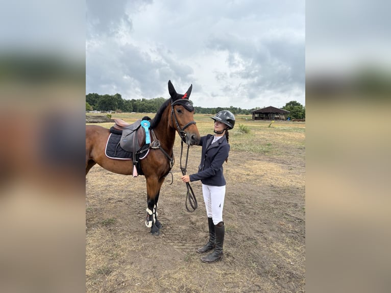 Oldenburger Springpaard Merrie 6 Jaar 147 cm Bruin in Sierniki