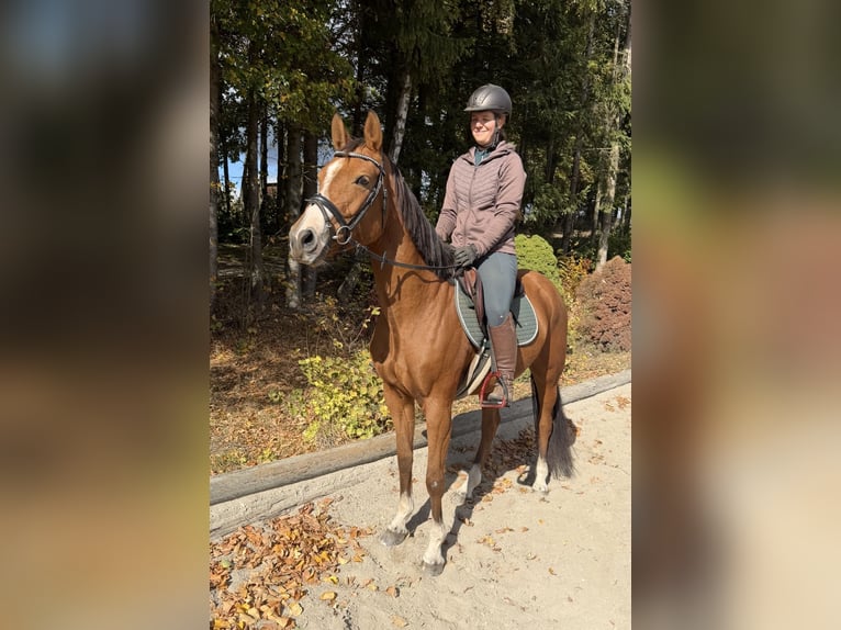Oldenburger Springpaard Merrie 6 Jaar 158 cm Vos in Davidschlag