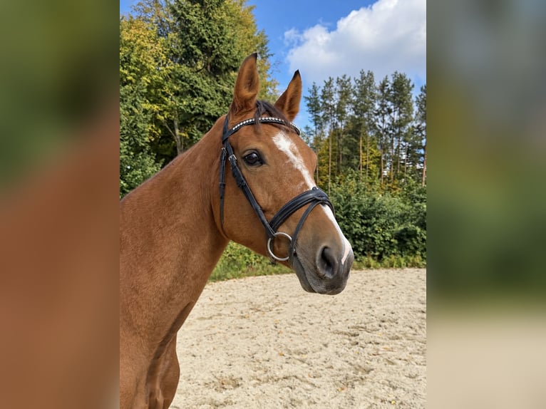 Oldenburger Springpaard Merrie 6 Jaar 158 cm Vos in Davidschlag