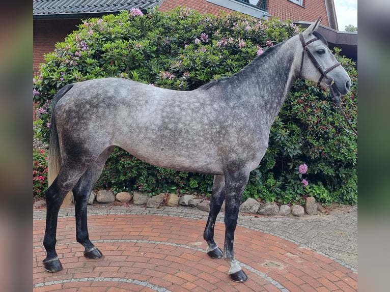 Oldenburger Springpaard Merrie 6 Jaar 161 cm Schimmel in Wettrup