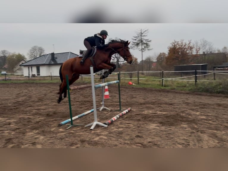 Oldenburger Springpaard Merrie 6 Jaar 163 cm Roodbruin in Kobylniki