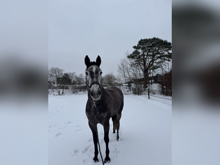 Oldenburger Springpaard Merrie 6 Jaar 163 cm Schimmel in Winsen (Aller)