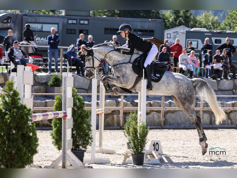 Oldenburger Springpaard Merrie 6 Jaar 164 cm Schimmel in Schw&#xE4;bisch Hall