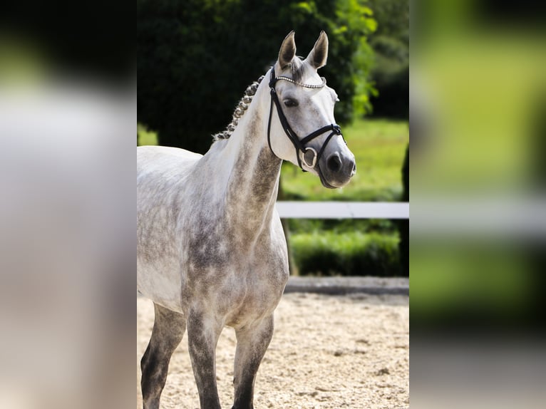 Oldenburger Springpaard Merrie 6 Jaar 164 cm Schimmel in Schw&#xE4;bisch Hall