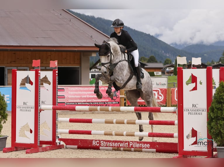 Oldenburger Springpaard Merrie 6 Jaar 164 cm Schimmel in Schw&#xE4;bisch Hall