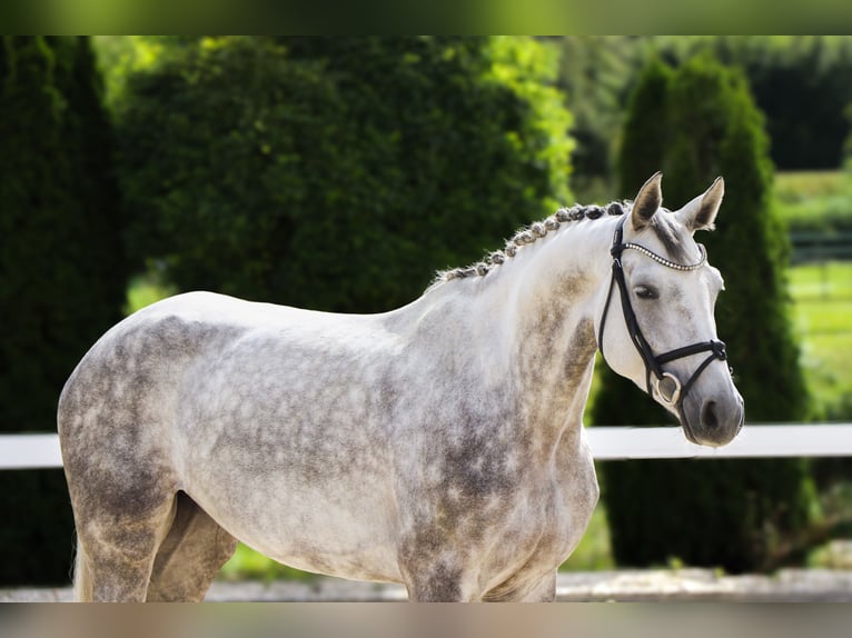 Oldenburger Springpaard Merrie 6 Jaar 164 cm Schimmel in Schw&#xE4;bisch Hall