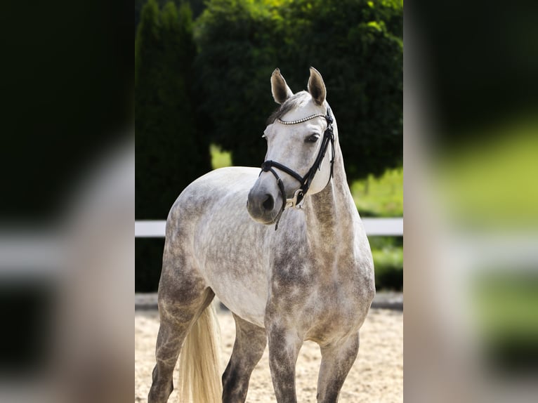 Oldenburger Springpaard Merrie 6 Jaar 164 cm Schimmel in Schw&#xE4;bisch Hall