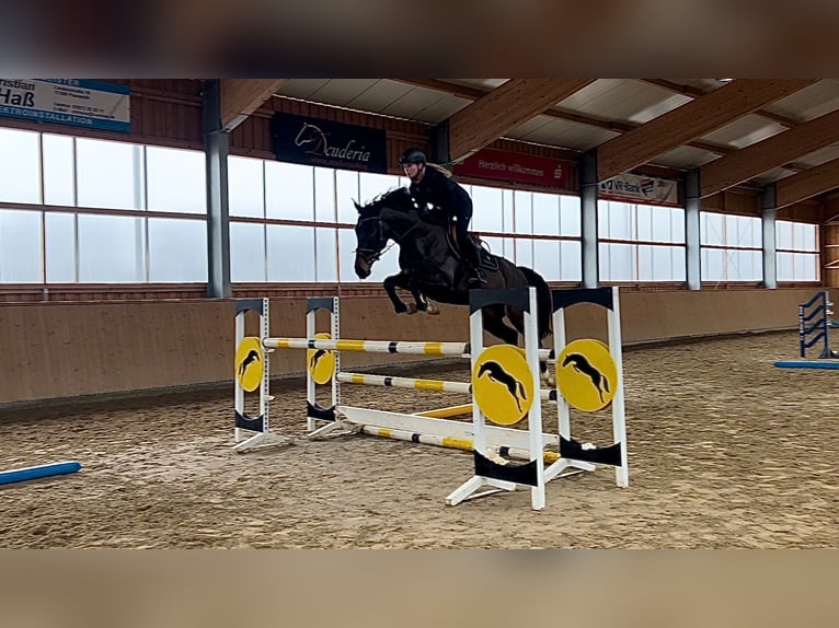 Oldenburger Springpaard Merrie 6 Jaar 165 cm Donkerbruin in Polzow