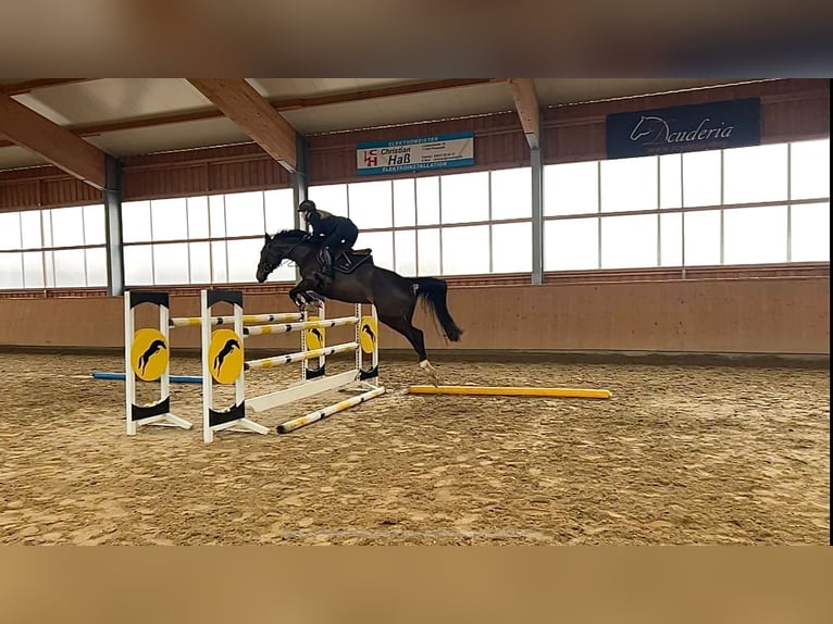 Oldenburger Springpaard Merrie 6 Jaar 165 cm Donkerbruin in Polzow