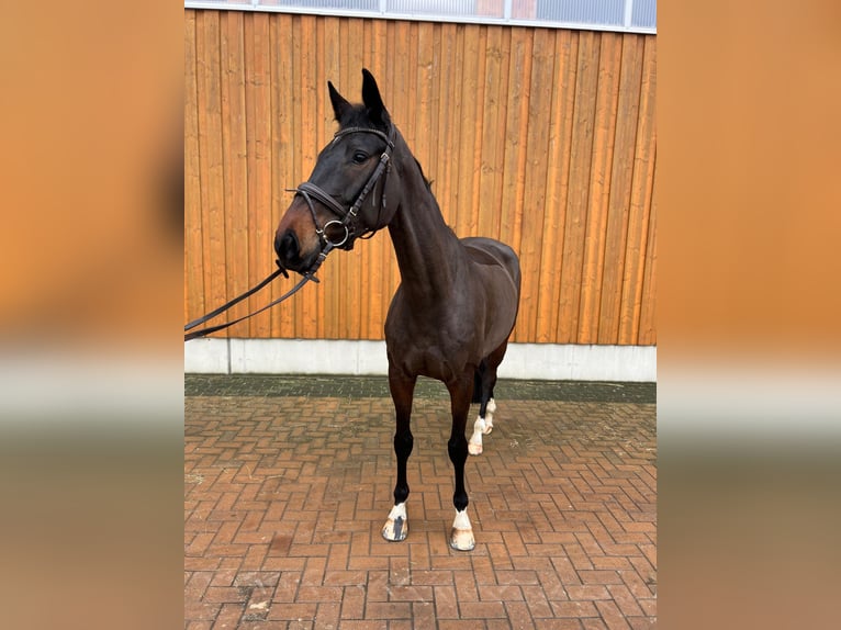 Oldenburger Springpaard Merrie 6 Jaar 165 cm Donkerbruin in Polzow