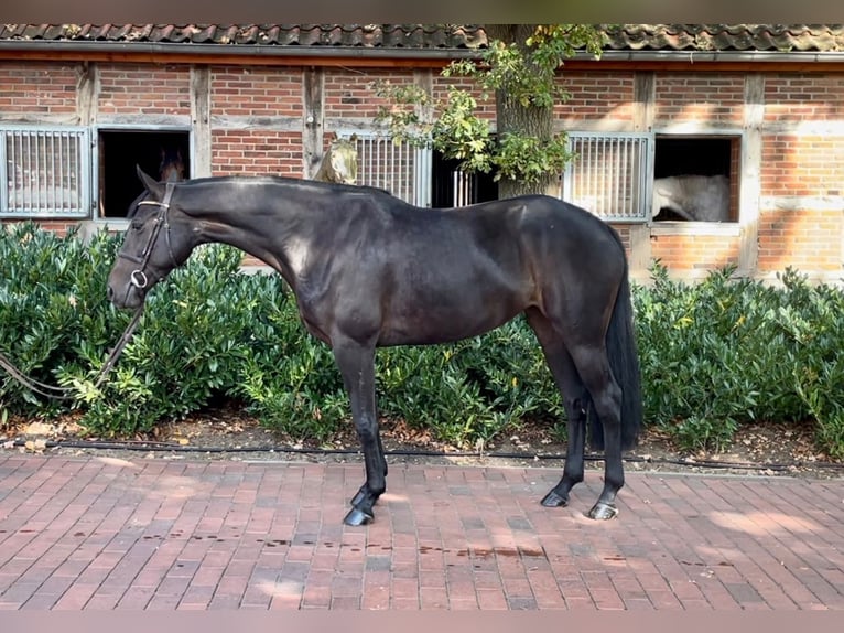Oldenburger Springpaard Merrie 6 Jaar 165 cm Donkerbruin in Lohne (Oldenburg)