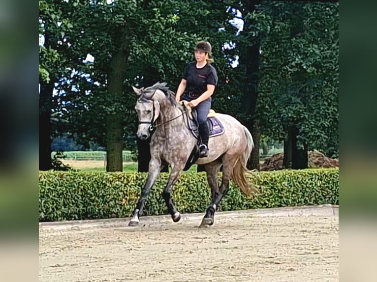 Oldenburger Springpaard Merrie 6 Jaar 165 cm Schimmel in Ree