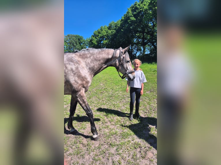 Oldenburger Springpaard Merrie 6 Jaar 165 cm Schimmel in Ree