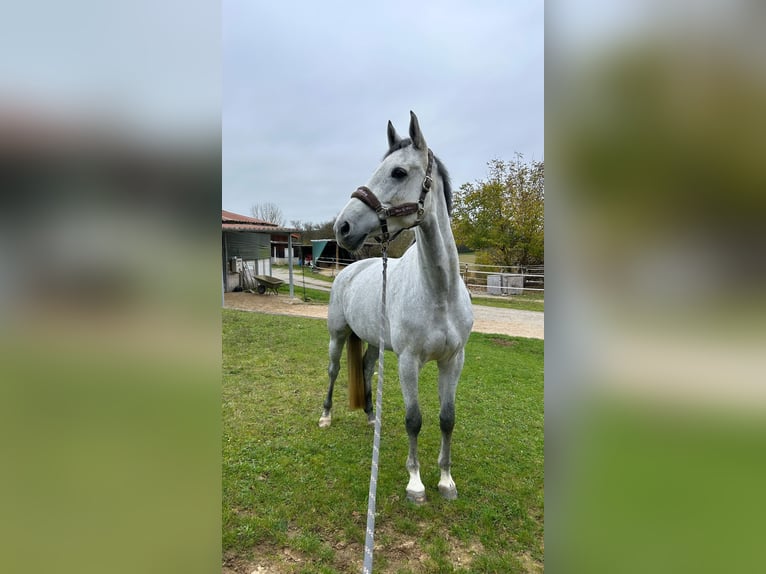 Oldenburger Springpaard Merrie 6 Jaar 165 cm Schimmel in Weil der Stadt