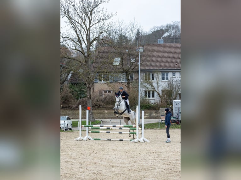 Oldenburger Springpaard Merrie 6 Jaar 165 cm Schimmel in Weil der Stadt