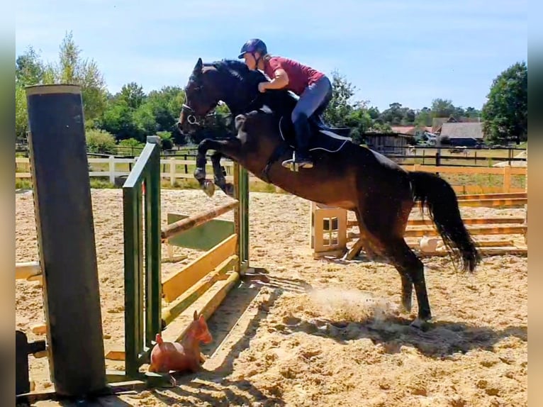 Oldenburger Springpaard Merrie 6 Jaar 166 cm Donkerbruin in Gifhorn