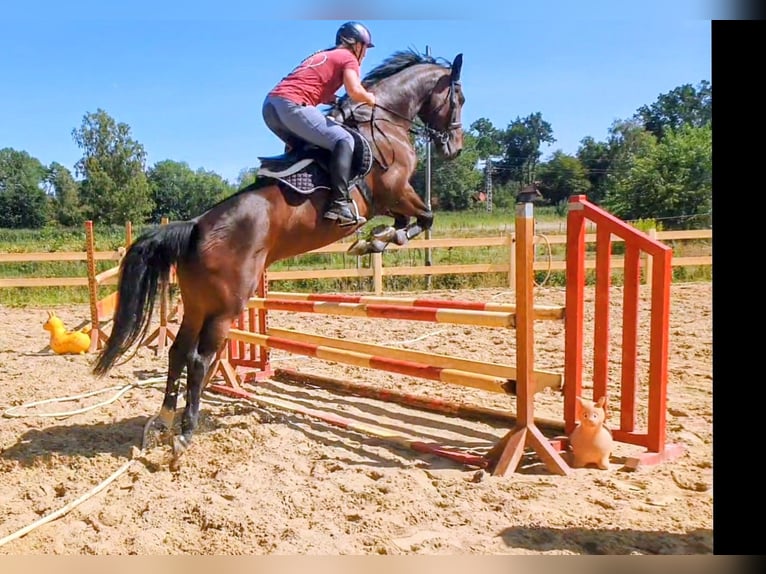 Oldenburger Springpaard Merrie 6 Jaar 166 cm Donkerbruin in Gifhorn