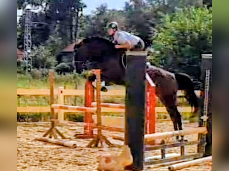 Oldenburger Springpaard Merrie 6 Jaar 166 cm Donkerbruin in Gifhorn