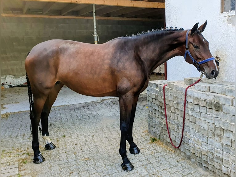Oldenburger Springpaard Merrie 6 Jaar 166 cm Donkerbruin in Gifhorn
