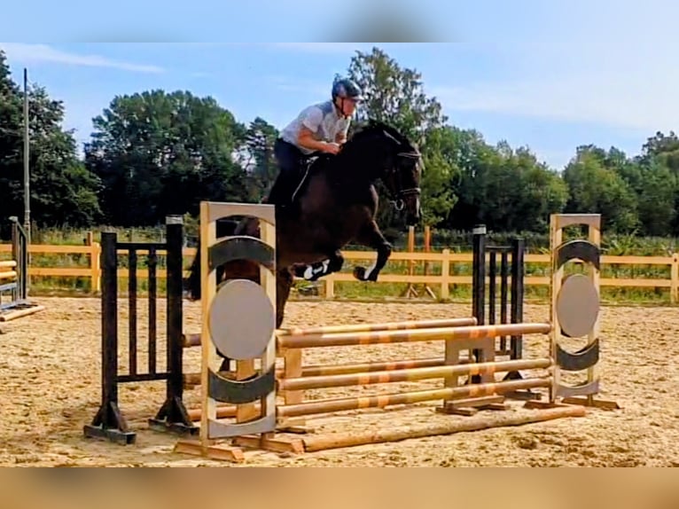 Oldenburger Springpaard Merrie 6 Jaar 166 cm Donkerbruin in Gifhorn