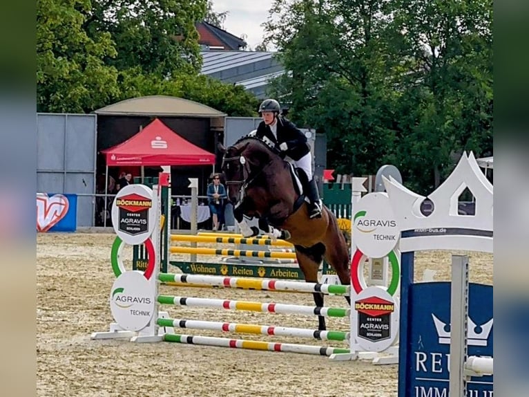 Oldenburger Springpaard Merrie 6 Jaar 166 cm Donkerbruin in Gifhorn
