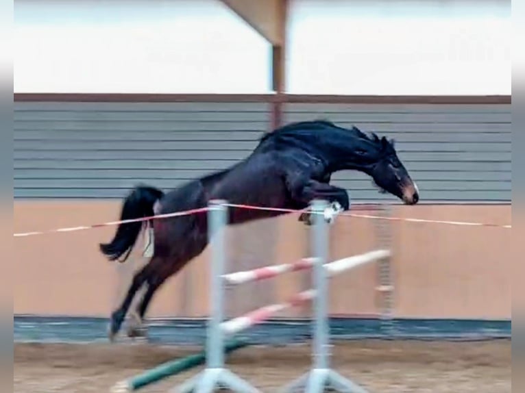 Oldenburger Springpaard Merrie 6 Jaar 166 cm Donkerbruin in Gifhorn